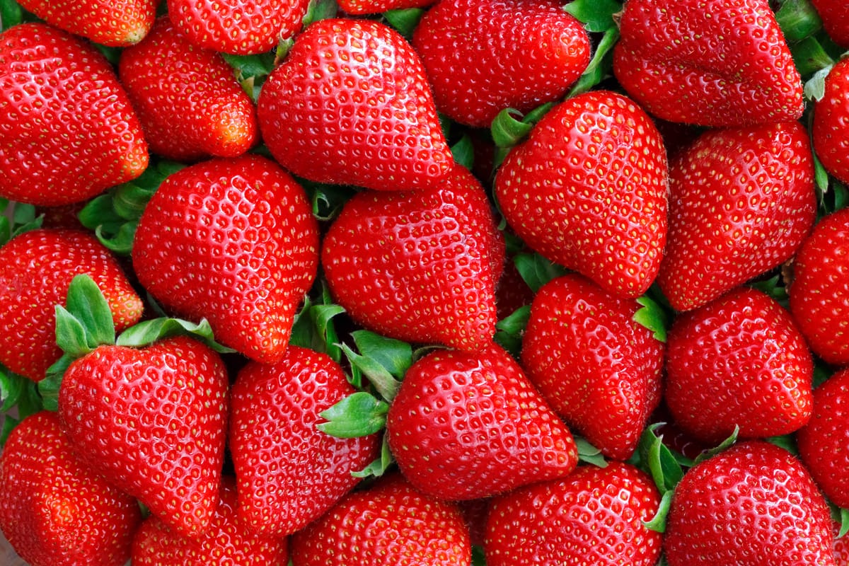 Berry Freshness Study Background